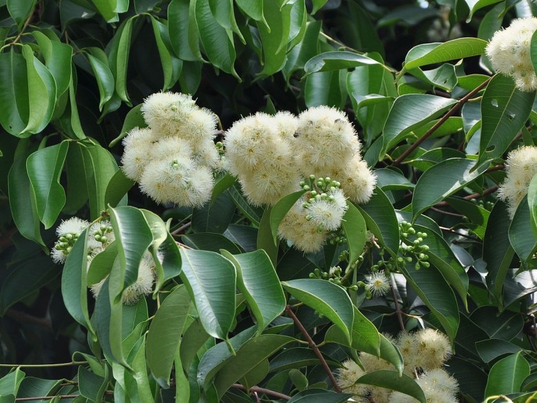 Cây Trâm Lào. Syzygium laosensis - Cây Thuốc Nam Quanh Ta